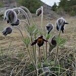 Anemone montana 花