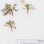 Lepidium squamatum موطن