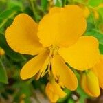 Senna occidentalis 花