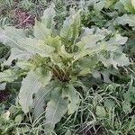 Rumex patientia Habit