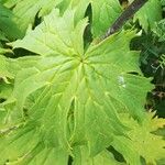 Aconitum septentrionale Leaf