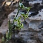 Dipcadi susianum Flower