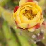 Opuntia maxima Flower