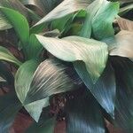 Aspidistra elatiorLehti