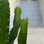 Euphorbia abyssinica Blad