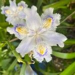 Iris japonicaBloem