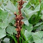 Orobanche flava Habitus