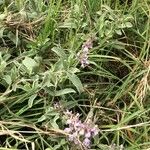 Stachys argillicola