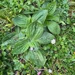 Plantago media Leaf