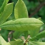 Rhododendron atlanticum Hoja
