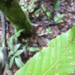 Lacunaria crenata Лист