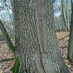 Quercus robur Bark