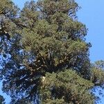 Fitzroya cupressoides Yeri