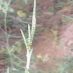 Brachypodium phoenicoides പുഷ്പം