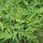 Lactuca plumieri Агульны выгляд