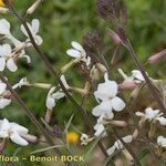 Erysimum semperflorens Övriga