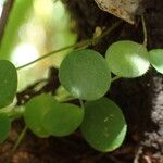 Peperomia rotundifolia 葉