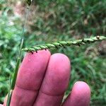 Urochloa eminii Blomma