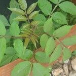 Rhus copallinum Leaf