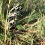 Aristida adscensionis Fruit