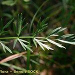 Dichoropetalum carvifolia Levél