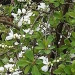 Exochorda racemosa Liść