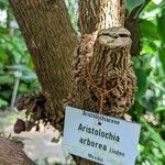 Aristolochia arborea Coajă