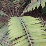 Encephalartos pterogonus पत्ता