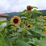 Helianthus giganteusBlomst