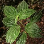 Miconia trichocalyx Folio