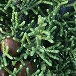 Juniperus phoenicea Yaprak