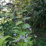 Campanula lactiflora Blomst