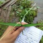 Paspalum conjugatum Leaf