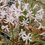 Nerine undulata Çiçek