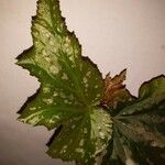 Begonia aconitifolia Blad