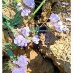 Rungia repens Flower