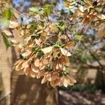 Acer buergerianum Fruit