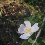 Rosa squarrosa Flor
