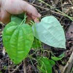 Aristolochia goudotii