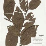 Froesiodendron amazonicum