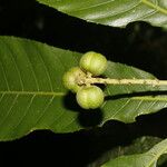 Pausandra trianae Meyve