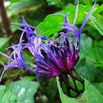 Centaurea montana Λουλούδι