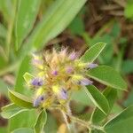 Desmodium barbatum Fleur