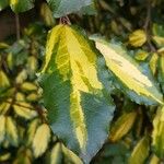 Elaeagnus pungens Leaf