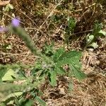 Verbena lasiostachys പുഷ്പം