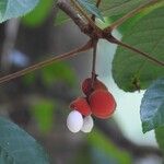 Protium rhoifolium 果實