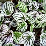 Peperomia argyreia Лист