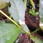 Bonafousia macrocalyx Flor
