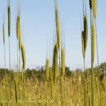 Triticum monococcum 果