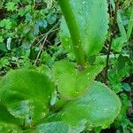 Kalanchoe densiflora Folha